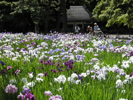 菖蒲田と九八屋