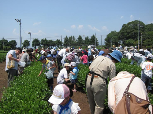 「狭山茶摘み体験フェスタ2015」お茶の芽を20分間摘み放題