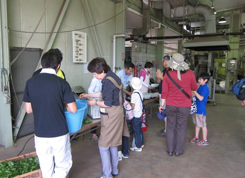 家庭でできるお茶づくりコーナー。摘んだお茶を飲むお茶に
