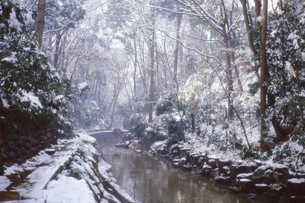 雪に覆われた「等々力渓谷」