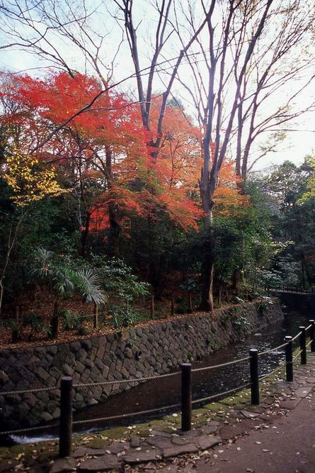 渓谷の紅葉