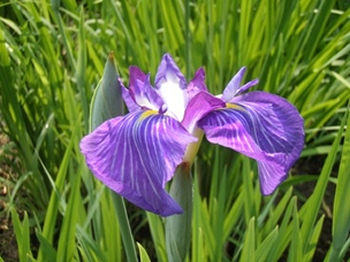 花菖蒲特別ガイド「花菖蒲の楽しみ方」では、花の色や形の違いで5千もの種類があると言われるアヤメ科の見分け方などをアドバイス