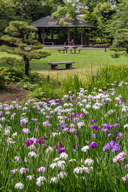 清澄庭園「花菖蒲と遊ぶ」