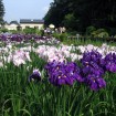 初夏の訪れとともに「吹上しょうぶ公園」では紫や白、青、ピンクなど約200種10万本のハナショウブが咲き誇る