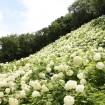 まるで雪山のような「アナベルの雪山」は圧巻!東京サマーランドの「あじさい観賞」が7月10日まで