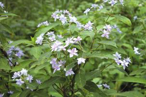 「シチダンカ」 ヤマアジサイノの八重化したもので、六甲山の幻の花と言われている。