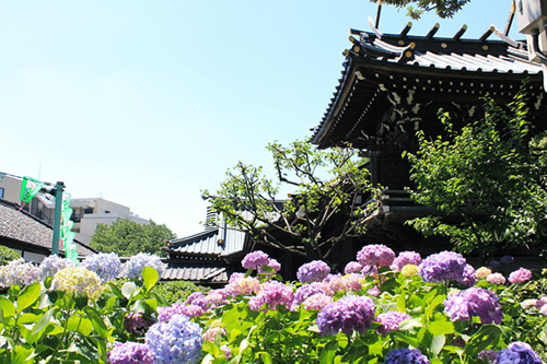 白山神社境内のあじさいが満開!「第31回 文京あじさいまつり」がいよいよ明日(6/14)まで