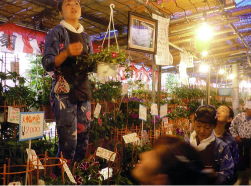 日本最大の朝顔市「入谷朝顔まつり」が2015年7月6日(月)~8日(水)に入谷鬼子母神と言問通りで開催