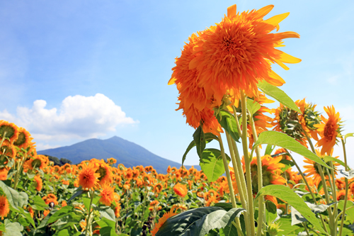 観賞できるのは八重ひまわり ・コスモス ・ひまわり「太陽」 ・そばの花 ・ミニひまわり ・陸前高田ひまわり。