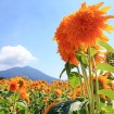約100万本のひまわりやコスモスが咲くお花畑「あけのひまわりフェスティバル()」が2015年8月29日(土)~9月6日(日)に開催