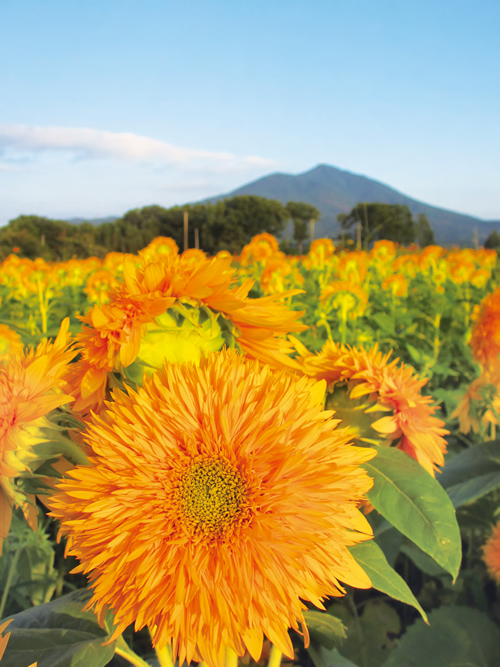 雄大な筑波山をバックにした約4.4ヘクタールの広大なお花畑に、関東最大級の約100万本のひまわりやコスモスなどが咲く