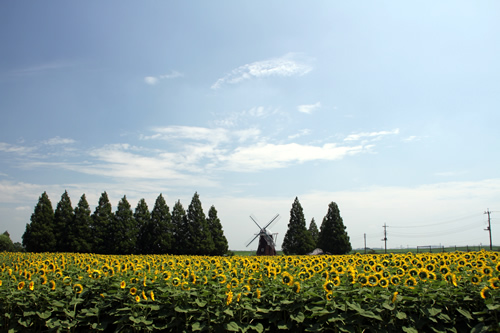 毎年7月中旬頃から下旬にかけて、1.2haの花畑でひまわりが見ごろを迎える
