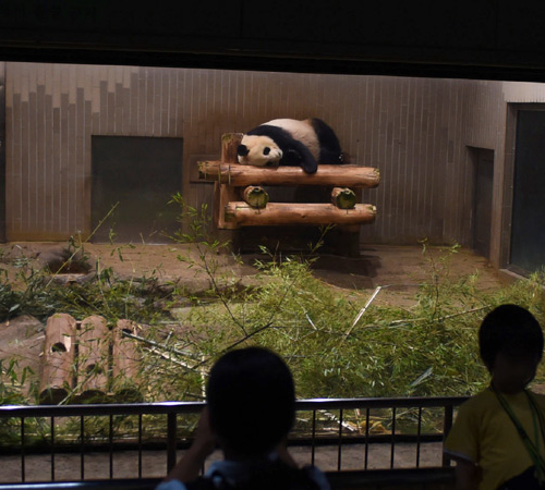 「東園・夜に室内で眠るジャイアントパンダ」