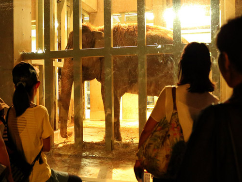「東園・夜に室内ですごすアジアゾウ」