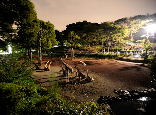 幻想的な雰囲気の夜のキリン 夜間開園ならでは