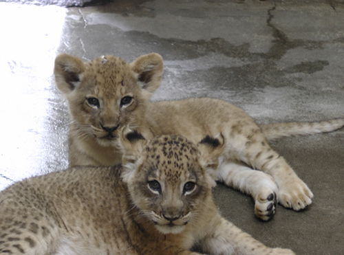 多摩動物公園のライオン飼育経験者が、ライオンについて座談会方式で語る「ライオン飼育経験者座談会」 写真は今年生まれたライオンの赤ちゃん