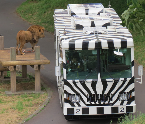 さよならライオンバス また会う日まで - 多摩動物公園の人気バスが来春で運行休止