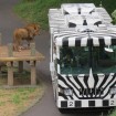 さよならライオンバス また会う日まで - 多摩動物公園の人気バスが来春で運行休止