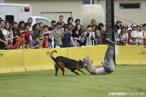 軍用犬によるデモンストレーション 泥棒役を追い詰める