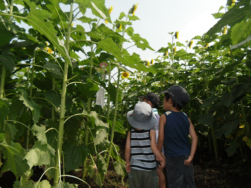 子どもの背より何倍も大きく育ったひまわり