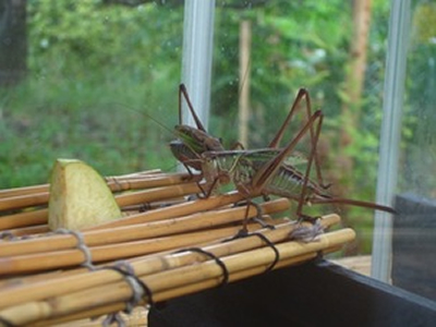 スズムシなど秋の虫を展示