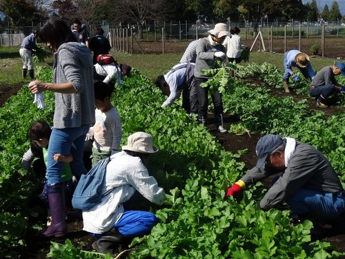 あきる野市の農園で「ダイコンづくり体験」の参加者募集!(種まきから収穫まで全4回)
