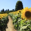 国営昭和記念公園 - 約50,000本のひまわり畑が7月下旬~8月中旬に見ごろ