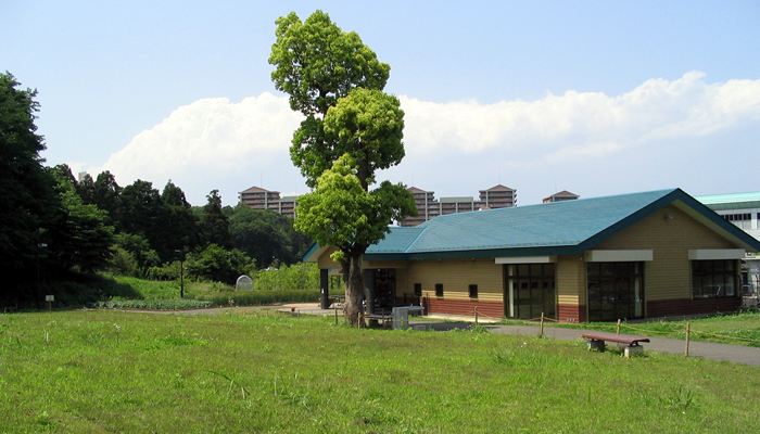 多摩丘陵の雑木林で覆われた小山内裏公園
