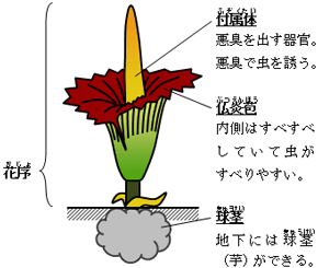 ショクダイオオコンニャクの構造 ※仏炎苞(ぶつえんほう)のなかに多数の雄花と雌花が隠れている