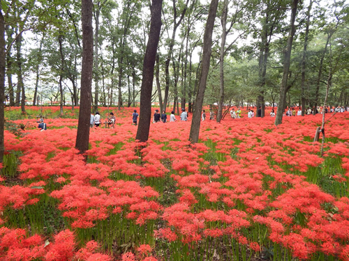 目の前に広がる500万本の赤いじゅうたん!「巾着田 曼珠沙華まつり」が2015年9月19日~10月4日