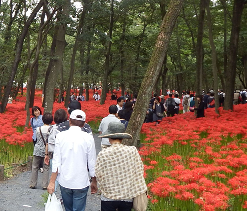 開花時期になると約500万本の真っ赤な曼珠沙華が一面に咲き誇る