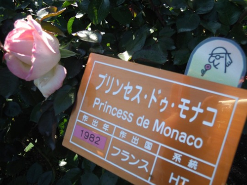 品種名ラベル板の右上にマークが付いていているものが「香りが楽しめるバラ」