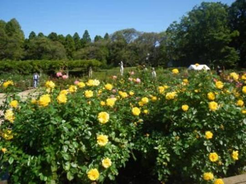 咲き始めた秋のばら園 昨年の様子
