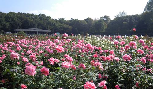 神代植物公園で 秋のバラフェスタ15 が10 10 土 11 1 日 に開催 モーニングツアーやコンサートなど おでかけガイド 東京版