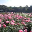 神代植物公園で「秋のバラフェスタ2015」が10月10日(土)~11月1日(日)に開催 - モーニングツアーやコンサートなど