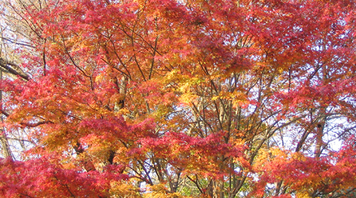 都内随一の紅葉鑑賞!「高尾山もみじまつり2015」が11月1日(日)から30日(月)まで開催