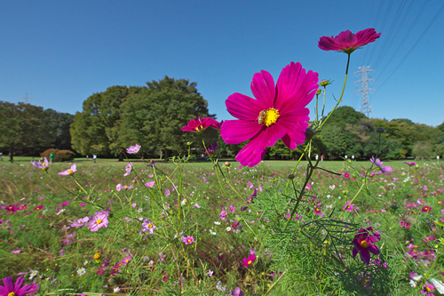 小金井公園 コスモスまつり15 が10月24日 土 25日 日 に開催 コスモスの花摘み持ち帰りもok おでかけガイド 東京版