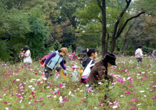 こどもの広場大規模花壇に咲くコスモスの花摘み体験 摘んだ花は持ち帰ることができる