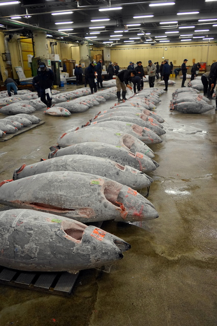 卸売業者は売場に並べられたマグロを事前に下見して、どれ位の金額まで出そうか、出すまいかの見当を付けておくそうだ