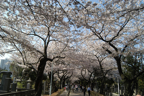桜の時期の青山霊園