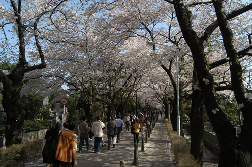 桜の時期の青山霊園