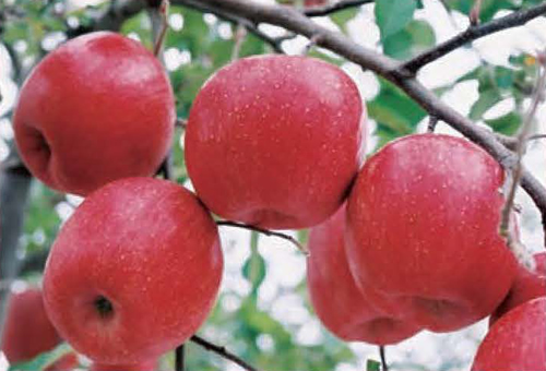 福島県産のみずみずしい「りんご」を直売