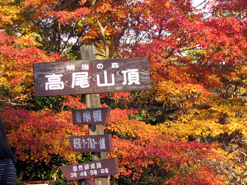 都内随一の紅葉狩りが楽しめる高尾山