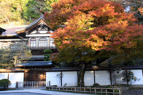 高尾山で育った600年杉を使用した総杉造りの書院