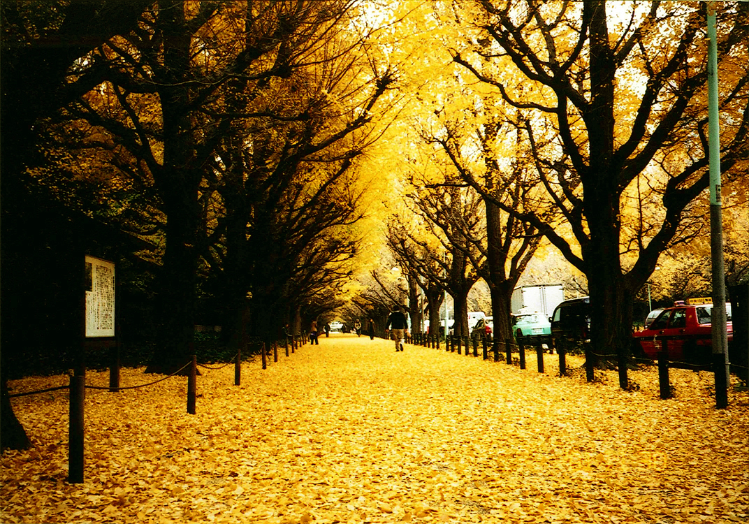 ヨーロッパのような黄金色の並木 神宮外苑いちょう祭り15 が11月14日 土 12月6日 日 に開催 おでかけガイド 東京版