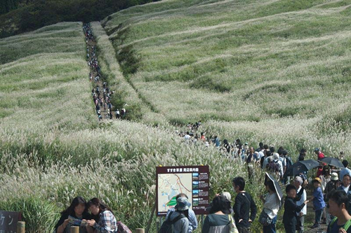 箱根の秋の風物詩、仙石原のすすき草原