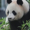 上野動物園でパンダの日記念イベント「パンダスティックステージ♪」を10月25日(日)に開催
