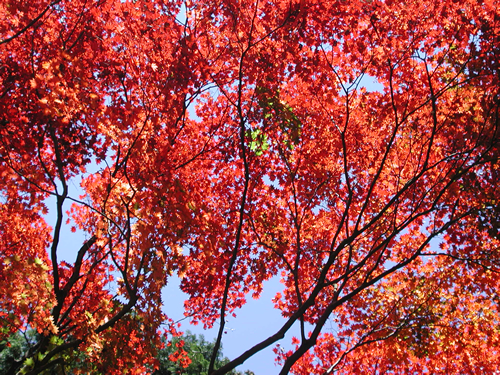 見事な紅葉を楽しめる