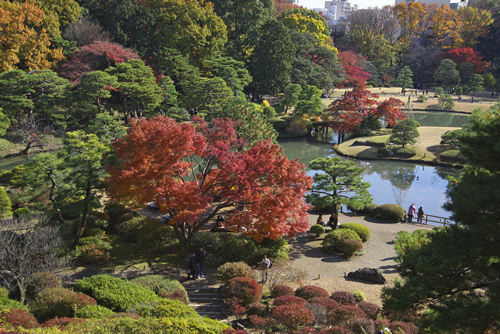 園内では落ち着いた秋の佇まいと艶やかな紅葉が楽しめる