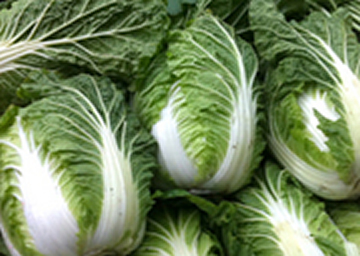 新潟の新鮮野菜がいっぱい